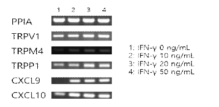A549에서 IFN-γ에 의한 TRP 이온통로와 cytokine 발현 비교