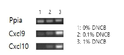 마우스 피부에서 DNCB에 의한 면역반응 유전자 발현 변화