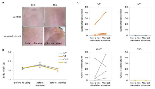 가려움증모델의 피부병변(a), 체중(b)과 긁기행동(c)의 변화