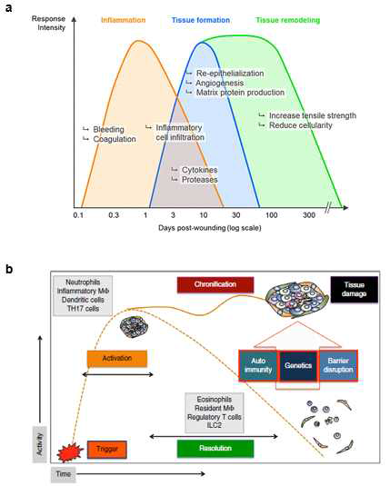 피부 치유단계(a)과 염증 만성화 과정(b)