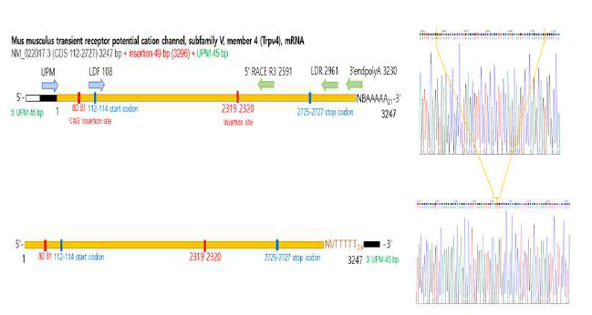 생쥐 Trpv4 varients 서열 확보