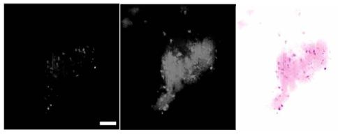 SWITCH 광투명화 기반 mouse brain DAPI&eosin Y 형광이미지 및 가상 H&E이미지 (depth: 50 μm, scale bar: 200μm)