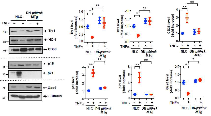 p90RSK 인산화 억제 마우스에서 분리한 대식세포에서의 TNF-a 매개 신호전달 분석