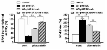 p90RSK 과발현 대식세포에서 pitavastatin과 ERK5-S496A 처리에 따른 ERK5 전사활성과 NF-kB-luc 활성에 대한 효과 분석