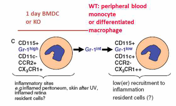 7일 분화 후 CD-68 항체를 이용하여 macrophage purity 관찰