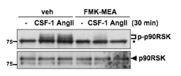 AngII-induced p90RSK activation in macrophages