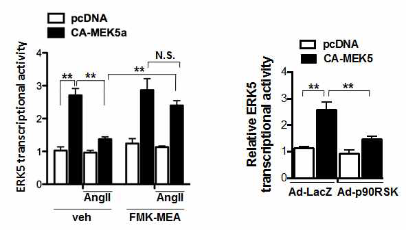 Activation of p90RSK induced by adenovirus or AngII suppresses ERK5 transactivation