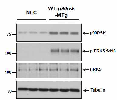 p90RSK 과발현 따른 ERK5-S496 인산화