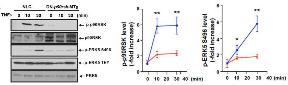 p90RSK 인산화 억제 마우스에서 분리한 대식세포에서의 p90RSK 인산화 활성과 ERK5-S496 인산화 분석