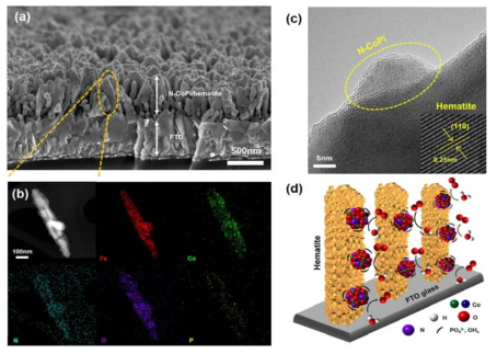 질소 원자가 도핑된 인산 코발트 조촉매가 올라간 hematite 광음극 (N-CoPi/hematite)의 (a) SEM 이미지, (b) EDS mapping 이미지, (c) HR-TEM 이미지, (d) N-CoPi/hematite에서 일어나는 물 산화 반응의 모식도