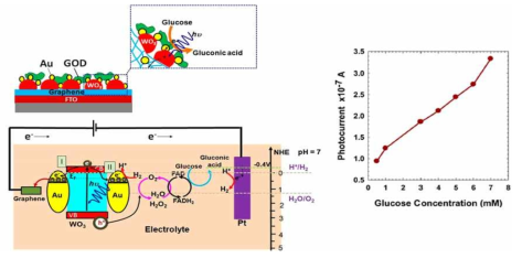 Graphene-WO3-Au 하이브리드 광 전극을 사용한 물 분해 반응 모식도 및 성능