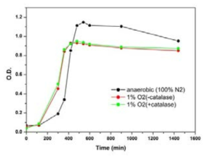 Clostridium autoethanogenum 의 다양한 조건에서의 growth curve