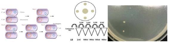 형질전환을 위한 conjugatioin method 와 형질 전환된 colony