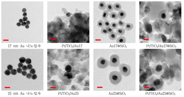 합성한 Au 및 Au@SiO2 나노입자 및 들의 TEM 이미지 (scale bare : 20nm)