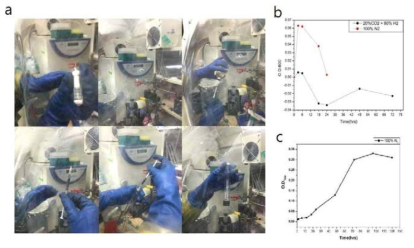 a. 균주 접종 과정 b. 용존산소 존재로 균주 사멸 c. Clostridium autoethanogenum 성장곡선