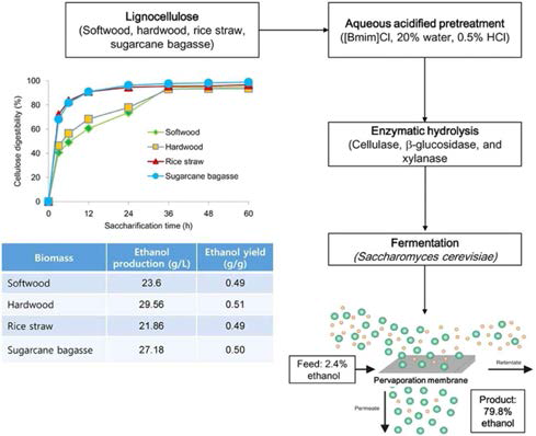 산성 이온성 액체 촉매를 이용한 리그노셀룰로오직 바이오매스로부터 바이오에탄올 생산 공정