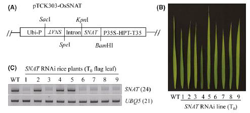 벼 SNAT1 유전자의 RNAi 벡터제작(A) 및 형질전환된 지엽(B) 과 지엽에서 추출된 total RNA를 이용한 SNAT1 유전자 발현 RT-PCR 분석