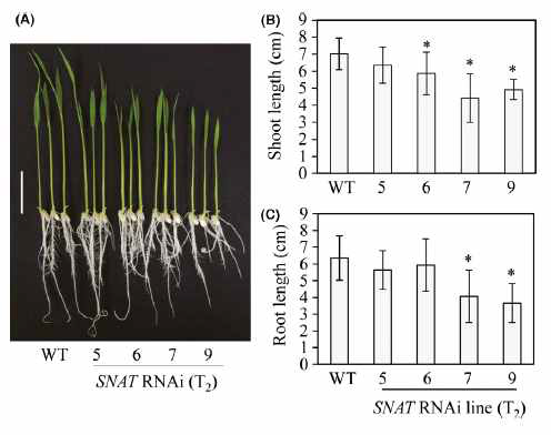 벼 SNAT1 억제 발현 형질전환 유묘의 형태적차이(A) 및 줄기(B) 와 뿌리길이(C) 측정