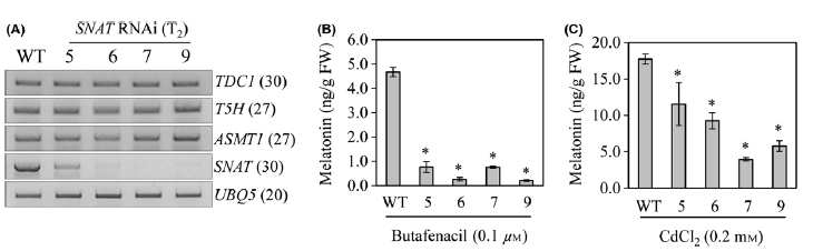 SNAT1 유전자 억제 형질전환벼에서 멜라토니 생홥성 유전자 발현 분석(A), 제초제 butafenacil 처리에 따른 멜라토닌 함량 측정(B) 와 카드륨처리에 따른 멜라토닌 함량 측정(C)