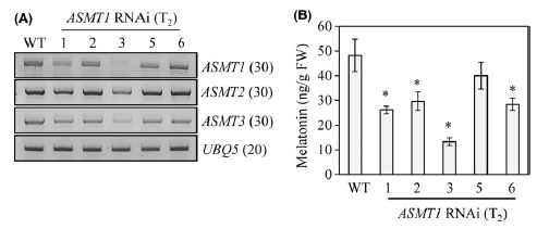 벼 ASMT1 유전자의 발현 억제된 벼 분석