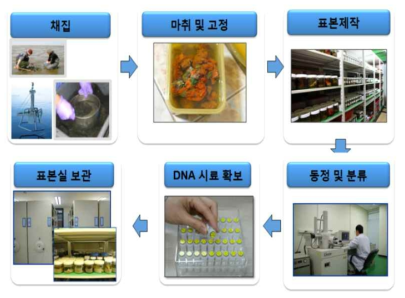 각 분류군별 생물다양성 정보 수집 과정