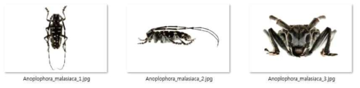 딱정벌레목 정보 전자도감에 적용된 예시(알락하늘소, Anoplophora malasiaca)