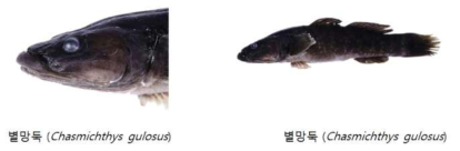기존 어류표본의 이미지정보 예시(별망둑, Chasmichthys gulosus)