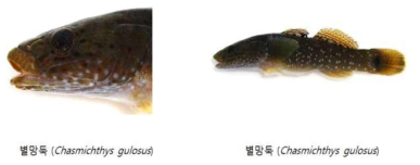 고도화된 류표본의 이미지정보 예시(별망둑, Chasmichthys gulosus)