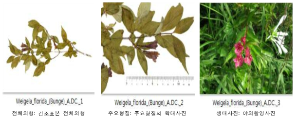 식물 전자도감 이미지정보 예시(붉은병꽃나무, Weigela florida (Bunge) A.DC.)
