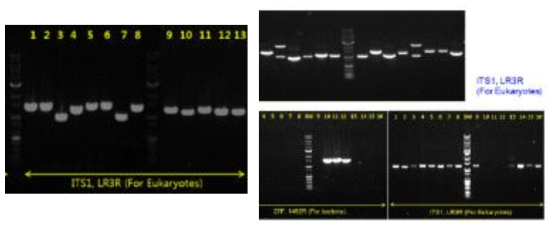 분리된 효모들의 ITS1, 5.8S rRNA, ITS2, 28S rRNA PCR 사진