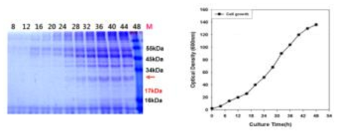 효모균주 Y2805-ST8-GH61E의 유가식 발효배양 및 세포 성장