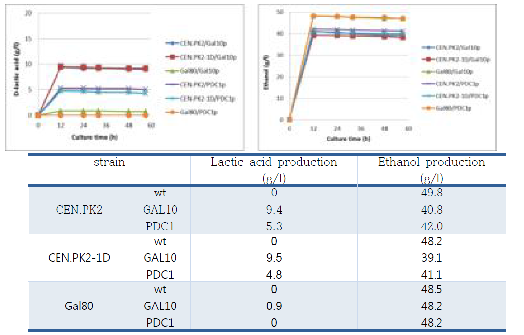 세포성장에 따른 L-lactic acid와 에탄올 생산량 분석