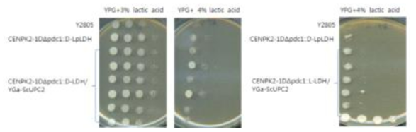 UPC2 유전자 과발현에 따른 lactic acid 내성 테스트
