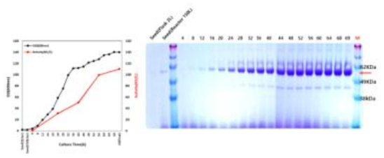 5톤 발효기에서의 세포성장 및 분비된 단백질 SDS-PAGE 분석