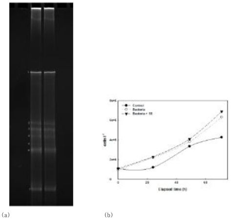 Positive effect of endogenous bacteria on promoting microalgal growth. (a) DGGE gel picture demonstrating seven distinct bands of 16r RNA fragment originated from the endogenous bacterial communities in Korean municipal wastewater. (b) Re-confirmation of beneficiary effect of endogenous bacteria on C. vulgaris growth in wastewater via the supplementation of either bacteria or bacteria plus SS into the C. vulgaris culture medium, BG11