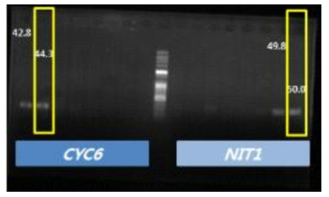 CYC6 프로모터와 NIT1 프로모터 PCR 산물의 전기영동 사진(1 kb ladder)