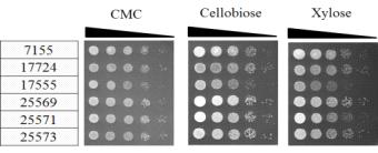 K. marxianus 균주들의 섬유소 기질 활용 세포 성장능 비교