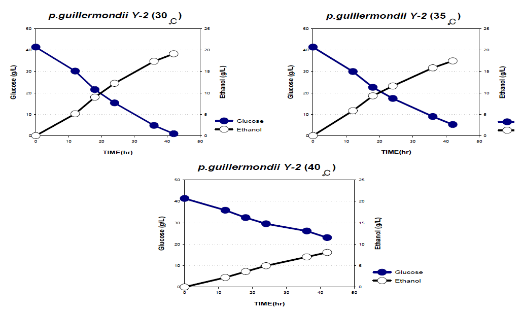 P. guillermondii Y-2의 글루코즈를 이용한 온도에 따른 에탄올 발효 (30, 35, 40도>