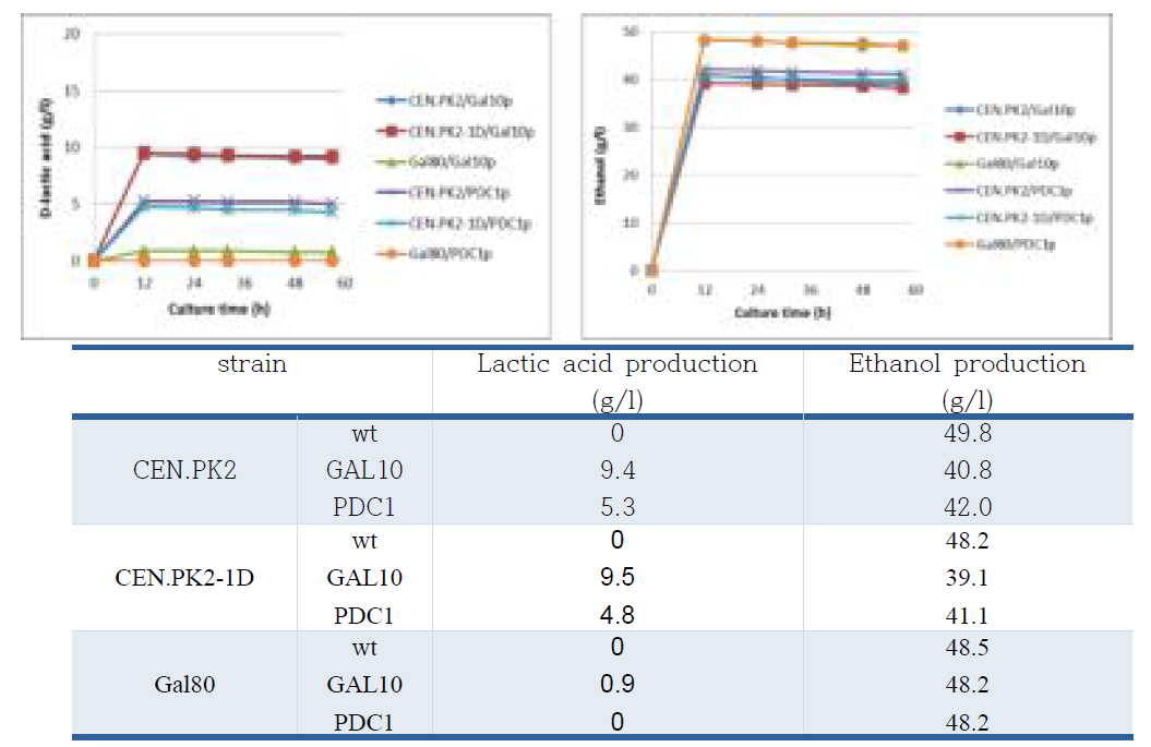 배양시간에 따른 D-lactic acid와 에탄올 생산량 분석