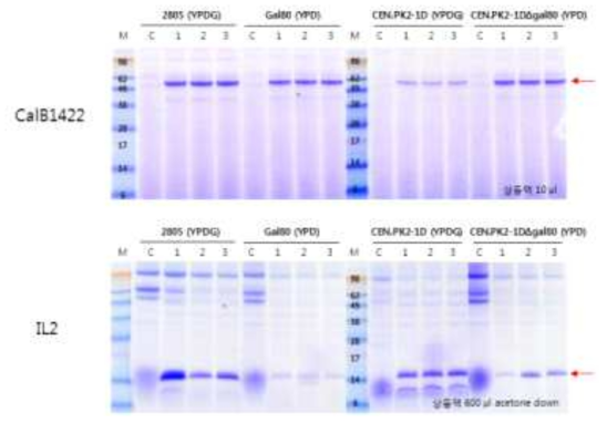 CalB1422와 IL2 단백질 발현율 분석