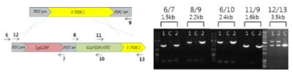 NTC cassette를 이용한 PDC gene disruption (C: control, 1,2: transformants)