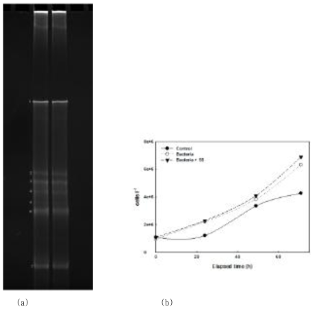 Positive effect of endogenous bacteria on promoting microalgal growth. (a) DGGE gel picture demonstrating seven distinct bands of 16r RNA fragment originated from the endogenous bacterial communities in Korean municipal wastewater. (b) Re-confirmation of beneficiary effect of endogenous bacteria on C. vulgaris growth in wastewater via the supplementation of either bacteria or bacteria plus SS into the C. vulgaris culture medium, BG11