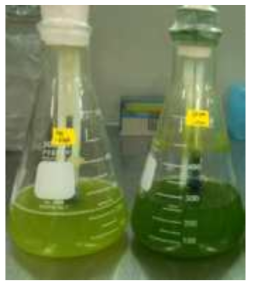 Comparison of the C. vulgaris growth between in FSWW (left flask) and UWW (right flask). Algal cultures were photographed after incubation for 8 days. Dark green color in algal suspension reflecting vigorous growth of C. vulgaris was observed only in UWW