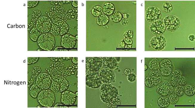 다양한 글루코즈와 효모추출물 농도의 배지에서 배양 2일 후 미세조류 세포의 현미경 사진. (a) (40, 2); (b) (60, 2); (c) (80, 2); (d) (40, 2); (e) (40, 6); (f) (40, 10). 스케일바는 20 μm