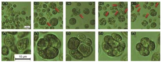 호르몬을 주입한 배지의 Chlamydomonas reinhardtii 세포의 유사분열 모습 (A) 일반 TAP medium, (B) IAA, (C) GA3, (D) KIN, (E) TRIA (a)~(e): 각각 확대된 사진