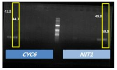 CYC6 프로모터와 NIT1 프로모터 PCR 산물의 전기영동 사진(1 kb ladder)