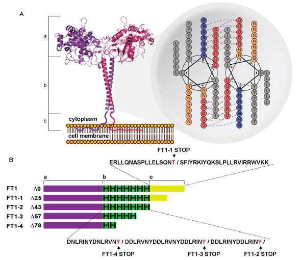 A. FT1의 구성 / B. FT1의 4가지 변이체