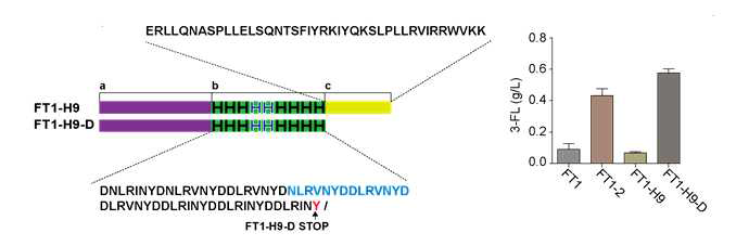 FT1-H9-D의 구축과 E. coli BL21(DE3)에서의 발현 결과