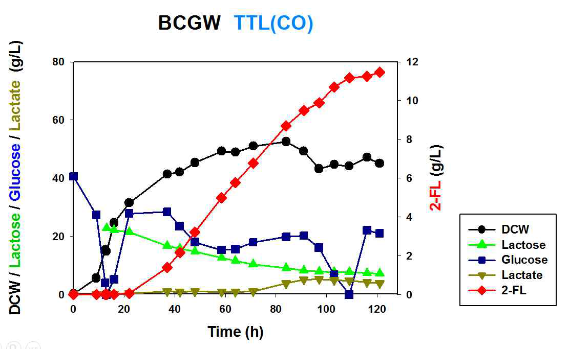 BCGW TTL(CO) 균주의 유가식 배양 결과