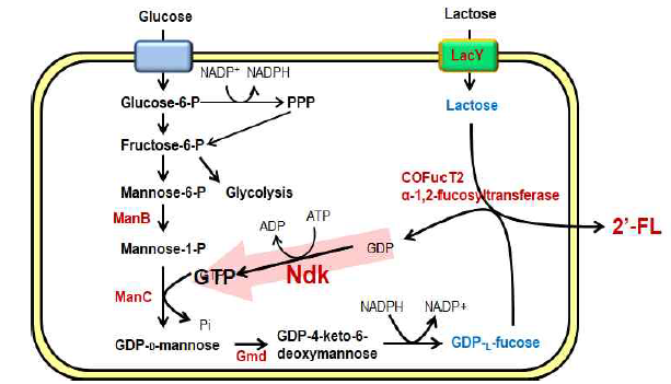 Ndk 효소 과발현을 통한 2′-FL 고생산